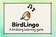 Birdlingo